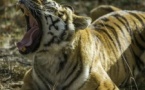 Zoo Safari de Thoiry : billet coupe-file