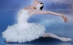 Le Lac des Cygnes - Swan Lake - Tournée