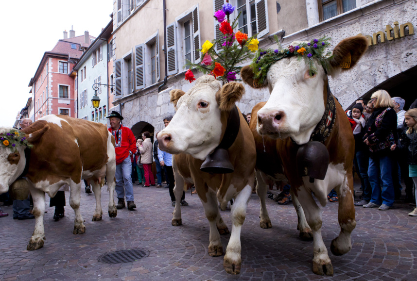 Descente des Alpages à Annecy le 14 octobre 2017 - Photo F.Cavazzana