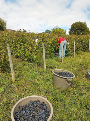 Vendanges manuelles - Gamay Rouge Bio Clos de Brives ©Cave Lambert