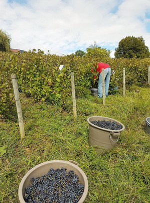 Vendanges manuelles - Gamay Rouge Bio Clos de Brives ©Cave Lambert Vendanges manuelles - Gamay Rouge Bio Clos de Brives ©Cave Lambert