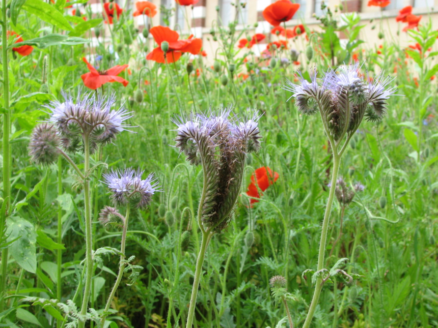 Un été au haras Un été au haras