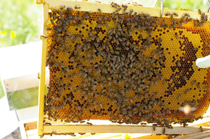 Henry Duchemin aide les entreprises à faire leur miel