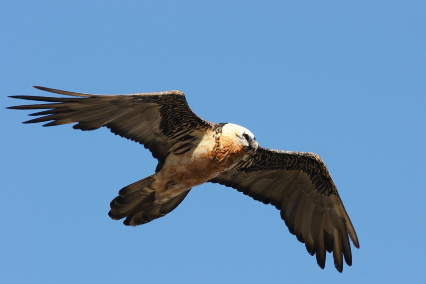Gypaete. Photo Julien Heuret Gypaete. Photo Julien Heuret