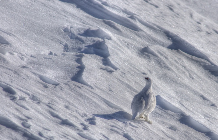 Lagopède. Photo Julien Heuret Lagopède. Photo Julien Heuret