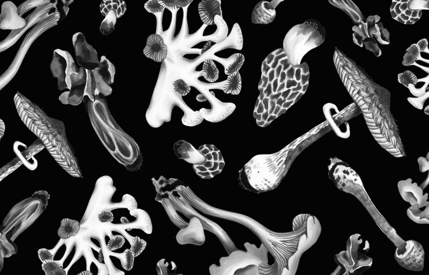 Expo Champignons de Paris chez Art by Friends Expo Champignons de Paris chez Art by Friends