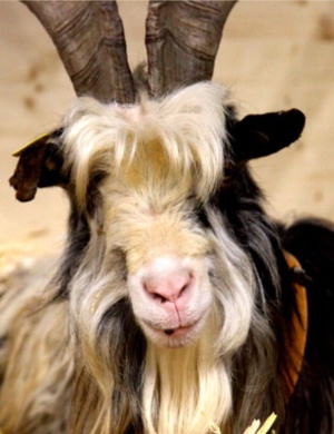 Les visiteurs peuvent découvrir les animaux de la ferme © Salon international de l'agriculture Les visiteurs peuvent découvrir les animaux de la ferme © Salon international de l'agriculture