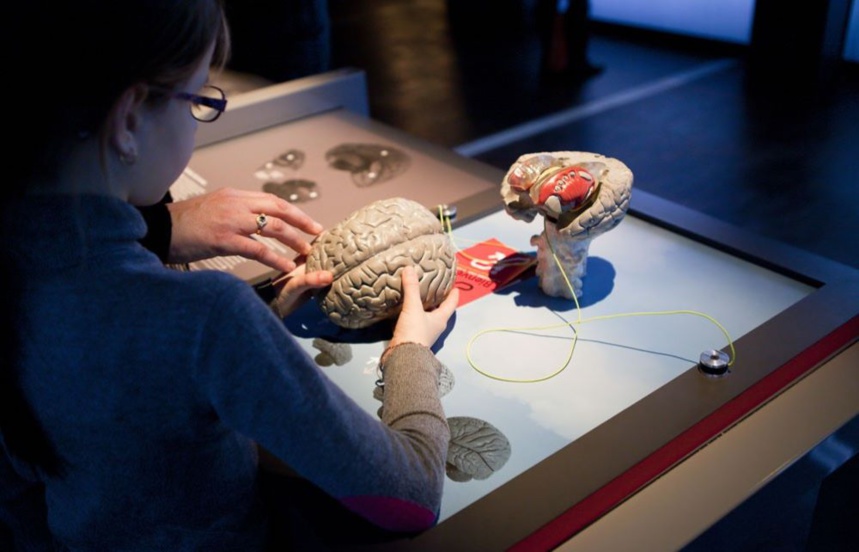 La semaine du cerveau ©  F. Jellaoui / EPPDCSI La semaine du cerveau ©  F. Jellaoui / EPPDCSI