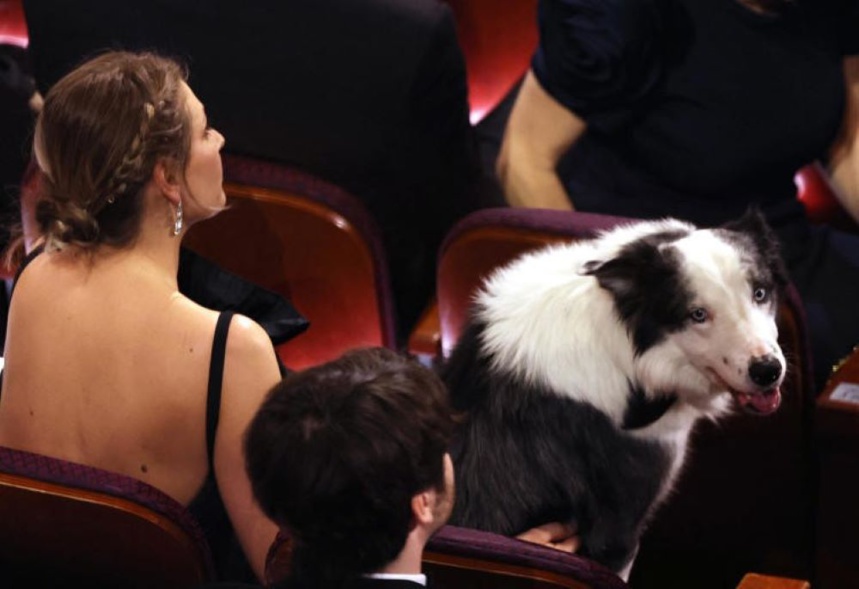 Le chien d'Anatomie d'une chute, Messi, était présent © Mike Blake Le chien d'Anatomie d'une chute, Messi, était présent © Mike Blake