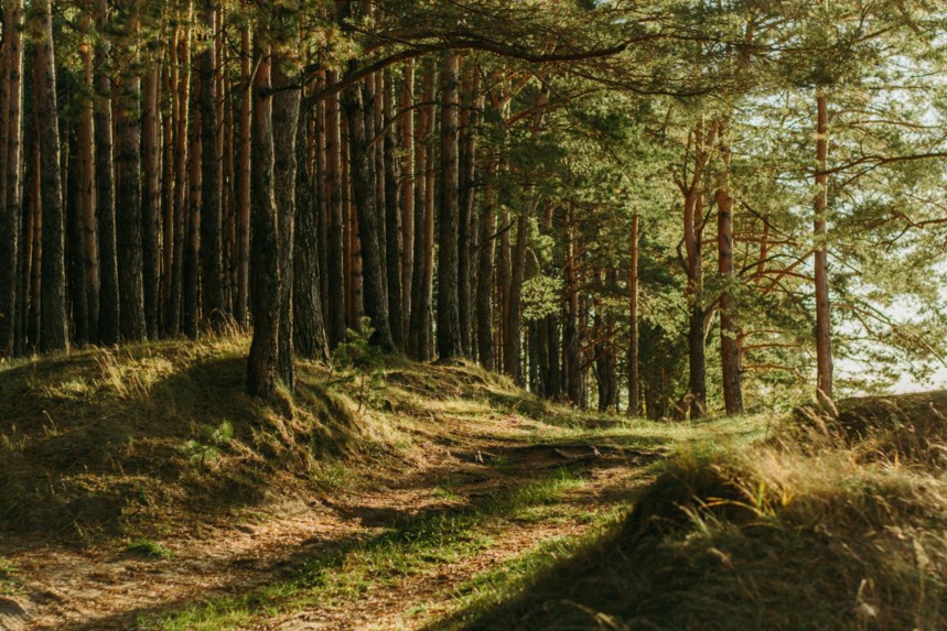 La France dispose de grand territoire forestier, en prendre soin devient une priorité. Le festival permet d'en prendre conscience © irina-iriser La France dispose de grand territoire forestier, en prendre soin devient une priorité. Le festival permet d'en prendre conscience © irina-iriser