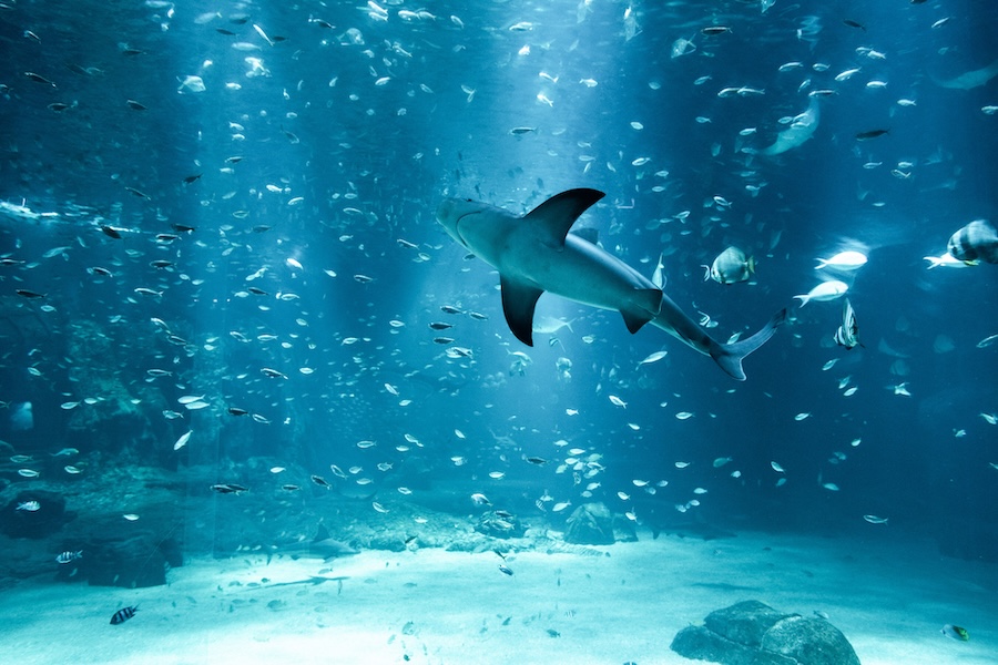 © Nausicaá - le plus grand aquarium d’Europe © Nausicaá - le plus grand aquarium d’Europe