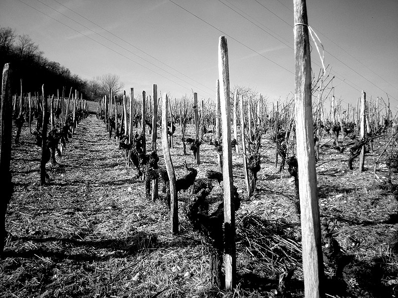 Vignes de l'Acot - VieillesMolette ©Cave Lambert