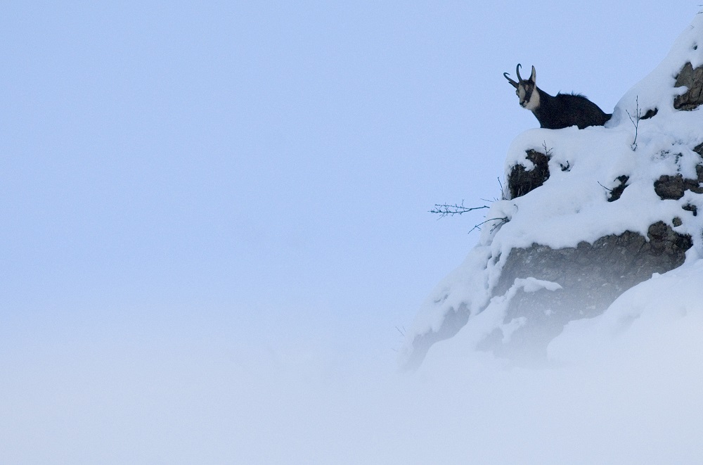 Chamois Photo Franck Miramand