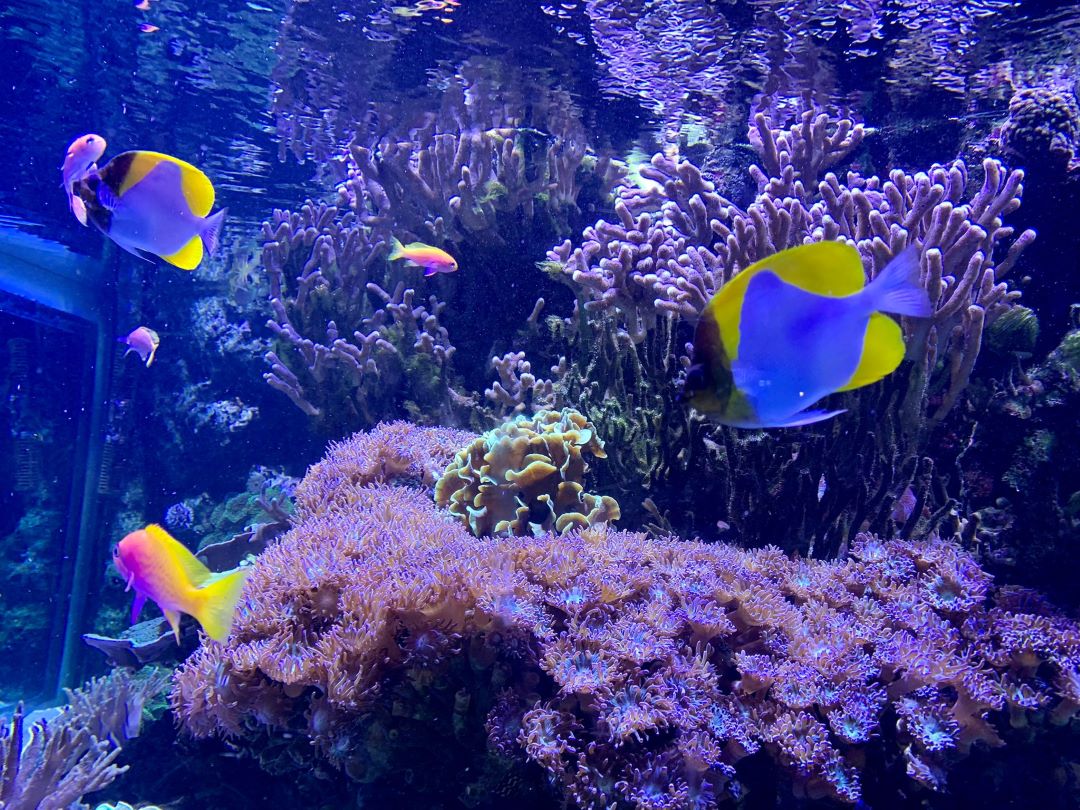 Plusieurs poissons sont à découvrir venant de plusieurs coins du monde © Move-On Mag Plusieurs poissons sont à découvrir venant de plusieurs coins du monde © Move-On Mag