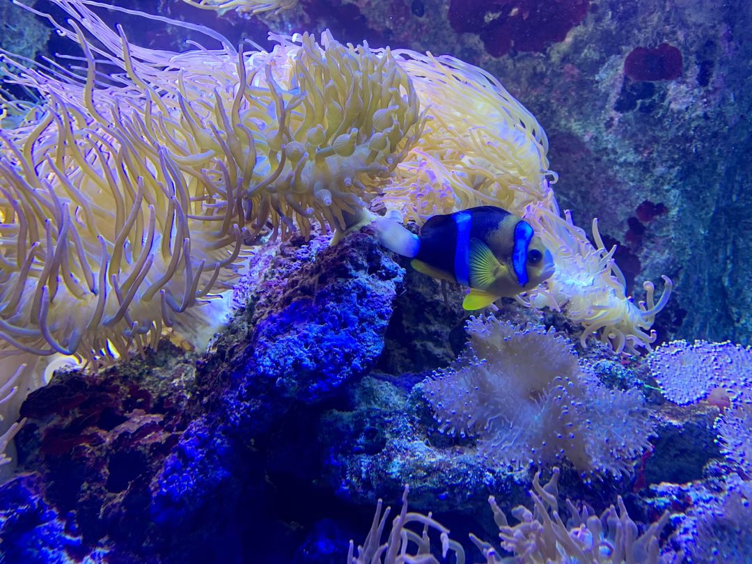 L'aquarium promet de découvrir des espèces parfois méconnues © Move-On Mag L'aquarium promet de découvrir des espèces parfois méconnues © Move-On Mag