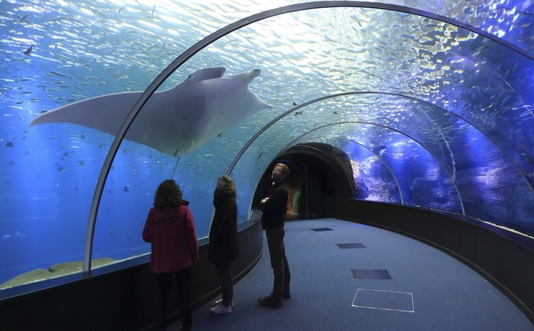 © Nausicaá - le plus grand aquarium d’Europe